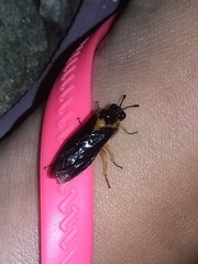 Pachylosticta plaumanni