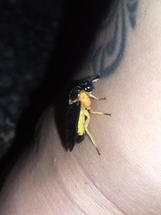 Pachylosticta plaumanni