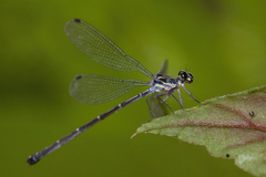 Hypolestes hatuey