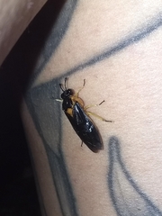 Pachylosticta plaumanni