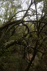 Brachylaena transvaalensis