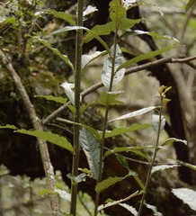 Brachylaena transvaalensis