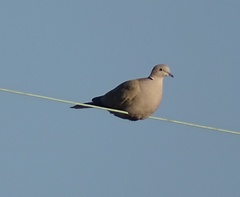 Streptopelia decaocto