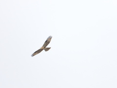 Buteo japonicus