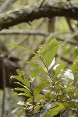 Brachylaena transvaalensis