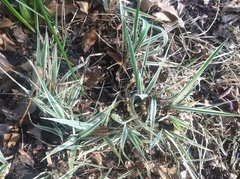 Phalaris arundinacea picta