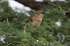 Passer rufocinctus