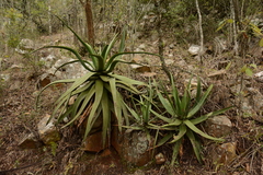 Aloe spicata