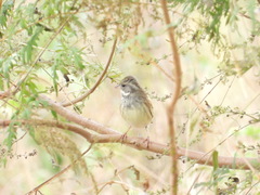 Emberiza spodocephala