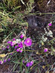 Lampranthus emarginatus