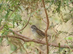 Emberiza spodocephala