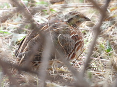 Coturnix japonica