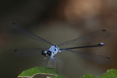 Hypolestes hatuey