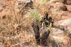 Xerophyta purpurascens