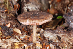 Pluteus perroseus