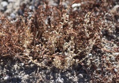 Atriplex pusilla