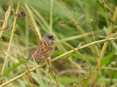 Emberiza spodocephala