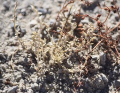 Atriplex pusilla