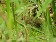 Acrocephalus bistrigiceps