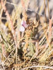 Chloropyron maritimum canescens