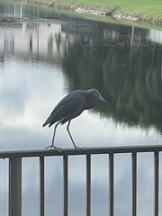 Egretta caerulea