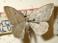 Scopula incanata
