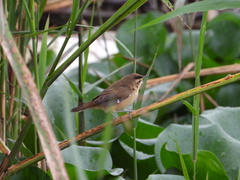 Acrocephalus bistrigiceps