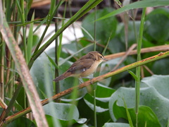 Acrocephalus bistrigiceps