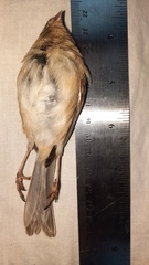 Spizella pusilla