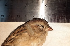 Spizella pusilla