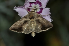 Anadevidia peponis