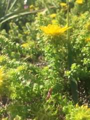 Cullumia setosa