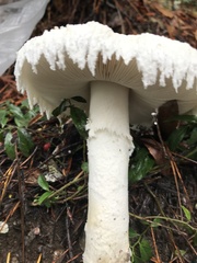 Amanita smithiana