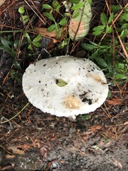 Amanita smithiana