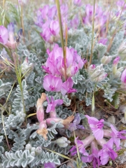Astragalus utahensis