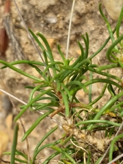 Pharnaceum dichotomum