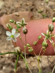 Pharnaceum dichotomum