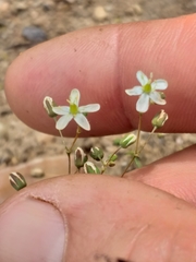 Pharnaceum dichotomum