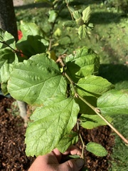 Parrotia