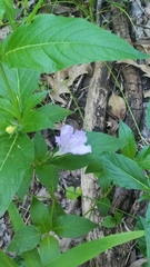 Ruellia humilis