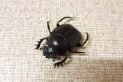 Scarabaeus goryi