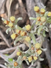 Helichrysum litorale