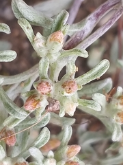 Helichrysum litorale