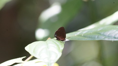 Arhopala muta