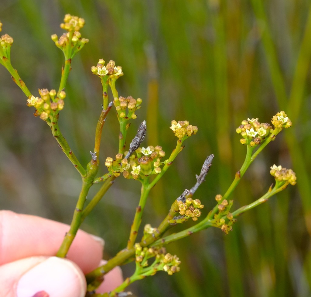 Thesium capituliflorum
