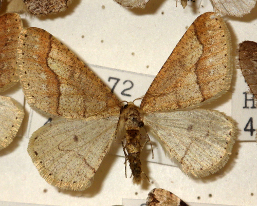 Dotted Border Moth