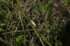 Compsus auricephalus