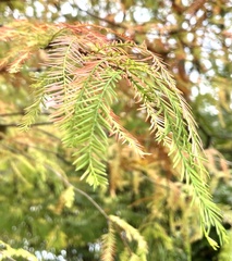 Taxodium