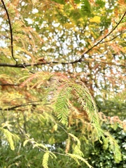 Taxodium