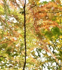 Taxodium